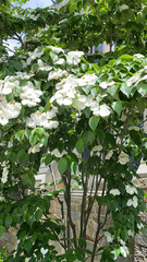 Cornus kousa