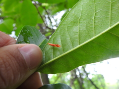 Apache degeeri