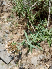 Pluchea salicifolia