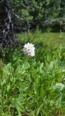 Bistorta bistortoides