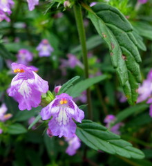 Galeopsis ladanum