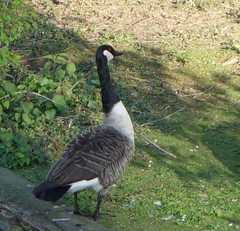 Branta canadensis