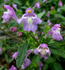 Galeopsis ladanum