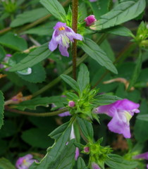 Galeopsis ladanum