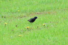 Sturnus vulgaris