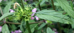 Galeopsis ladanum