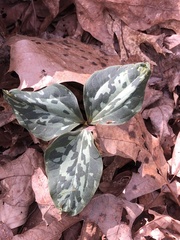 Trillium underwoodii