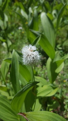 Bistorta bistortoides