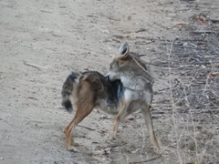 Canis latrans