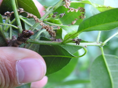 Membracidae