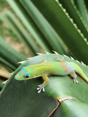 Phelsuma laticauda laticauda