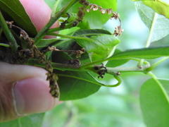 Membracidae