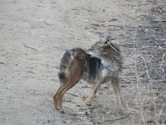 Canis latrans