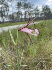 Cleistesiopsis divaricata