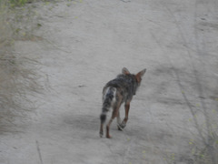 Canis latrans
