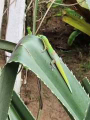 Phelsuma laticauda laticauda