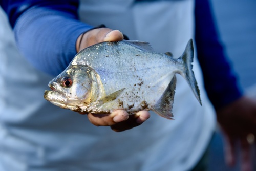 Black piranha (Serrasalmus rhombeus) — Serrasalmidae — 3