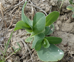 Conringia orientalis