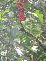Smilax tomentosa