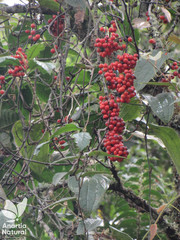 Smilax tomentosa
