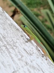 Phelsuma laticauda laticauda