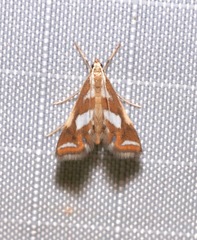 Chrysendeton imitabilis