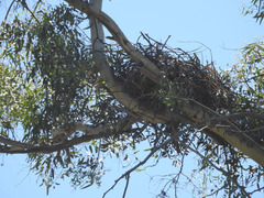 Buteo jamaicensis