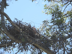 Buteo jamaicensis