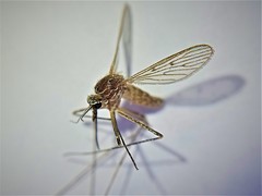 Culiseta longiareolata