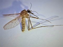 Culiseta longiareolata