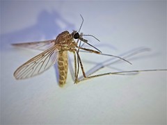 Culiseta longiareolata