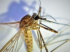 Culiseta longiareolata