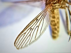 Culiseta longiareolata