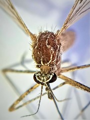 Culiseta longiareolata