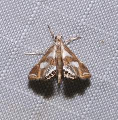 Chrysendeton imitabilis