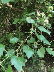 Vitis monticola