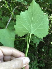 Vitis monticola