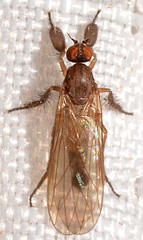 Hilara seriata