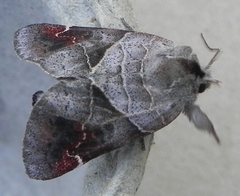 Clostera apicalis