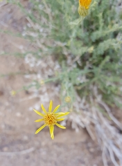 Adenophyllum cooperi