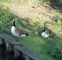 Branta canadensis
