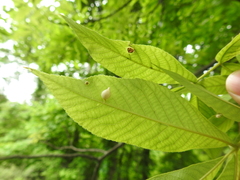 Phylloxera caryaegummosa