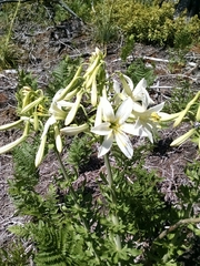 Lilium washingtonianum