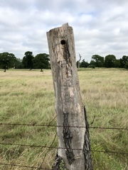 Melanerpes carolinus