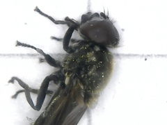 Cheilosia pubera