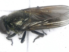 Cheilosia pubera