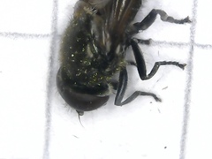 Cheilosia pubera