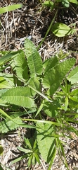 Betonica officinalis