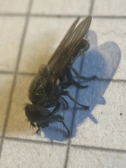 Cheilosia pubera