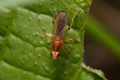 Norellisoma spinimanum